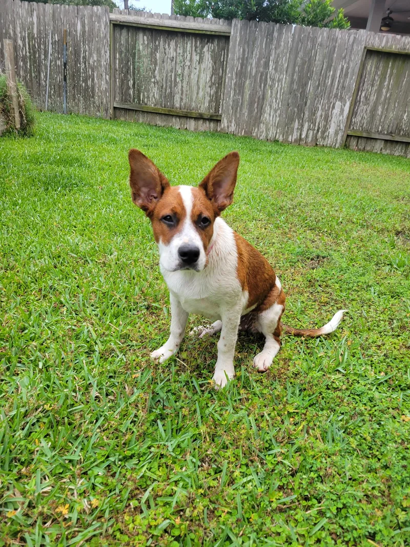 A baby medium-sized female White / Cream Pointer dog named Harlena Wvt for adoption in Missouri City, TX