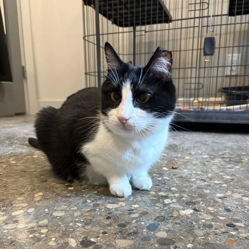 A senior medium-sized female Black Domestic Short Hair cat named Lei for adoption in Louisville, KY