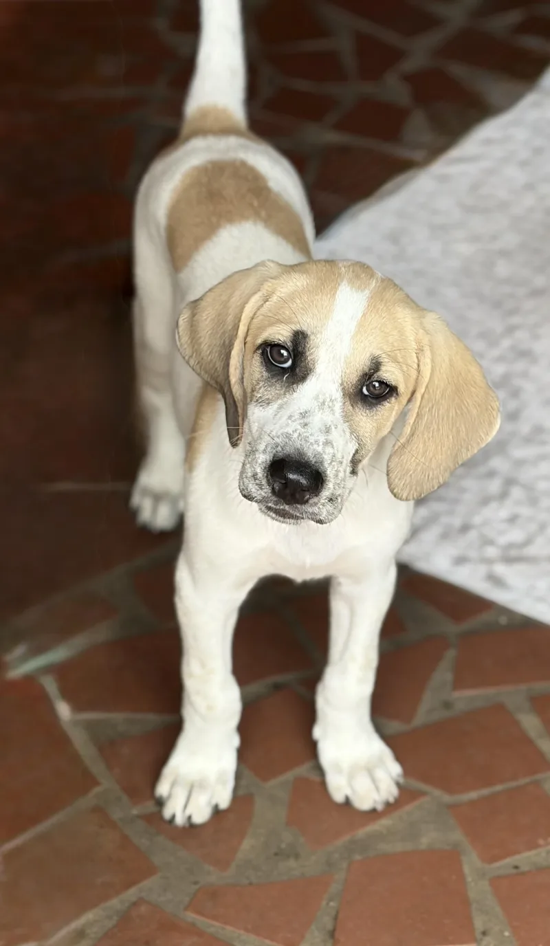 A baby large-sized female White / Cream Hound dog named Greta for adoption in Seale, AL