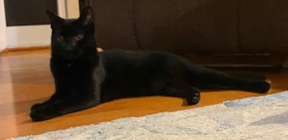 An adult small-sized female Domestic Short Hair cat named Sira for adoption in Fairfax, VA