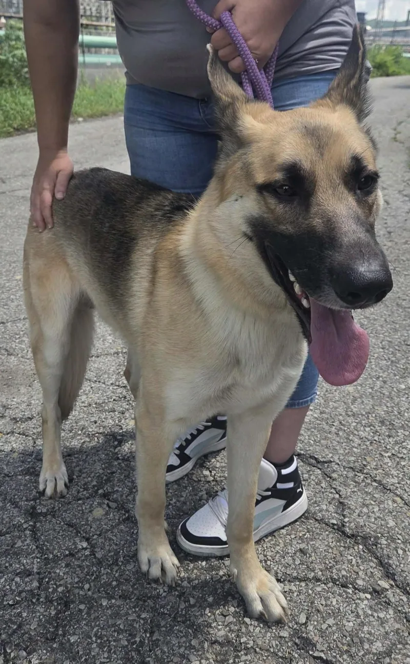 An adult medium-sized male Black German Shepherd Dog dog named Sergeant for adoption in Clairton, PA