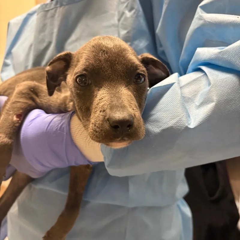 A baby small-sized female Gray / Blue / Silver Mixed Breed dog named Stone for adoption in LOXAHATCHEE, FL