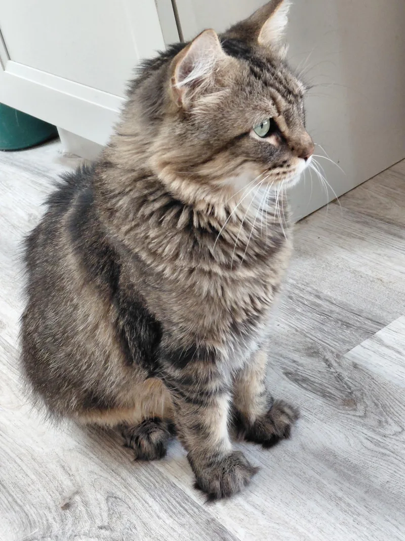 An adult medium-sized male Domestic Long Hair cat named Stash for adoption in Landenberg, PA