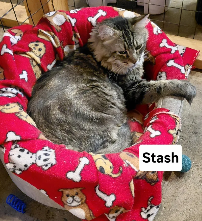 Stash thumbnail 4