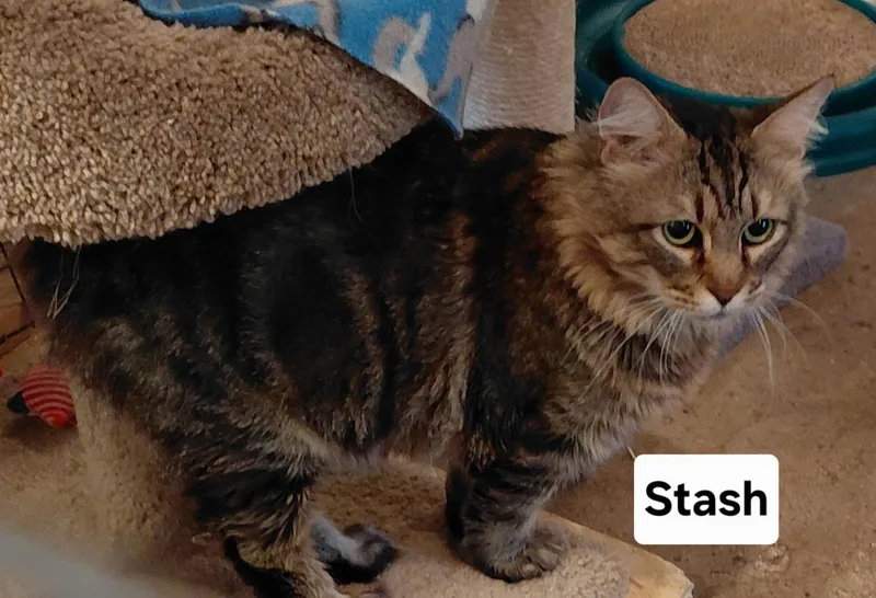 Stash thumbnail 5