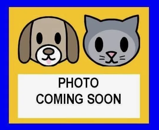 An adult small-sized female Dachshund dog named Wisteria for adoption in San Antonio, TX