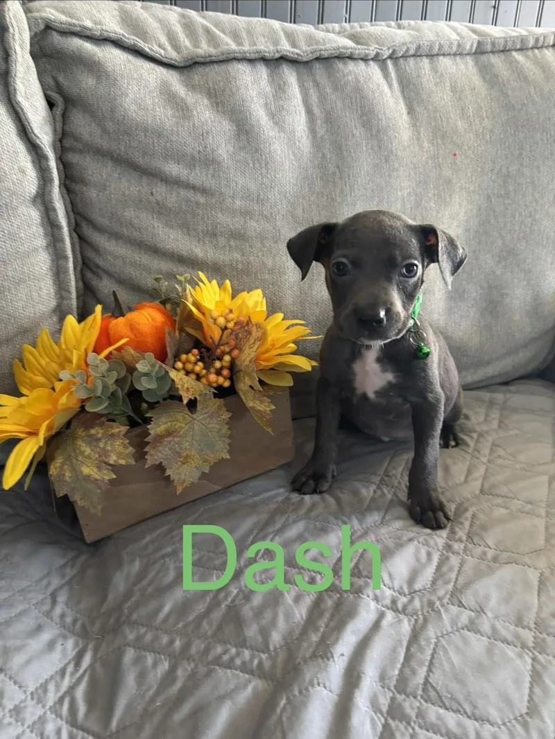 A baby medium-sized female Gray / Blue / Silver Pit Bull Terrier dog named Dasha for adoption in Hamilton , NJ