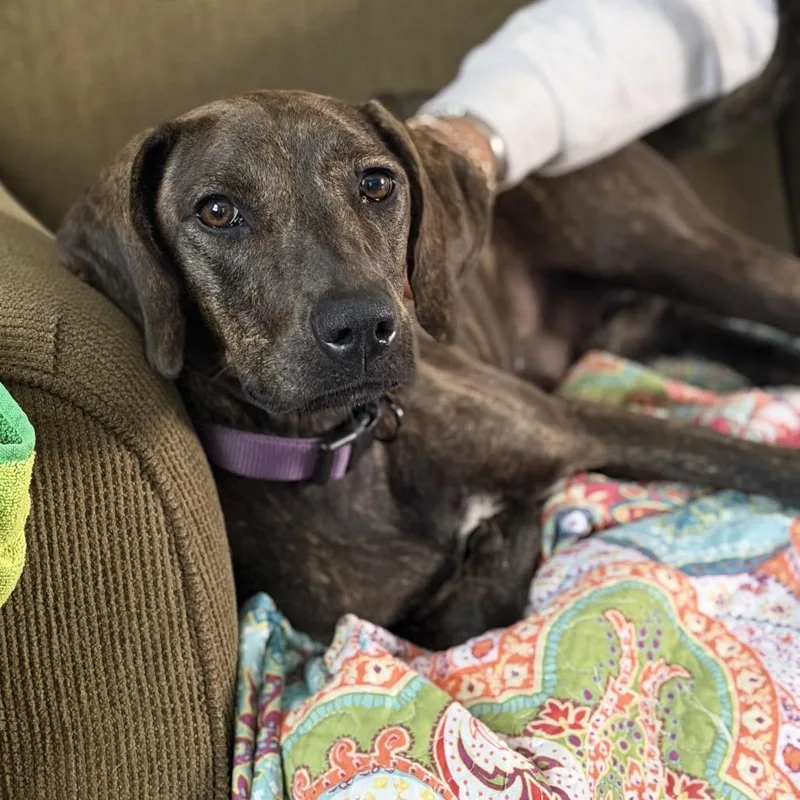 A young medium-sized female Brown / Chocolate Plott Hound dog named Mira for adoption in New Orleans, LA