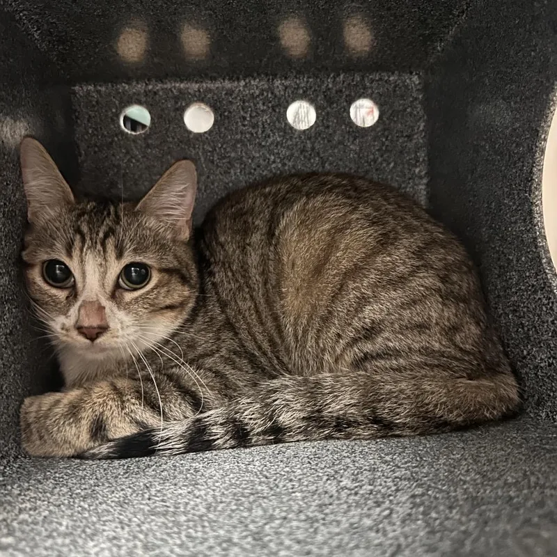 An adult medium-sized male Brown / Chocolate Domestic Short Hair cat named Borealis for adoption in Edinburg, TX