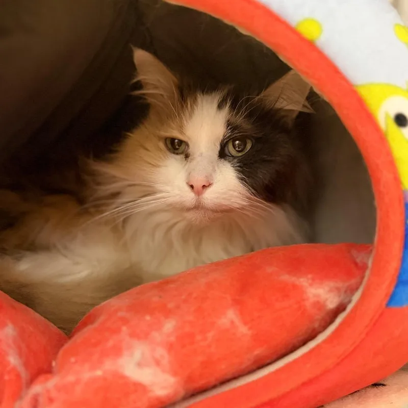 A senior medium-sized female Domestic Long Hair cat named Faline for adoption in Portage, MI