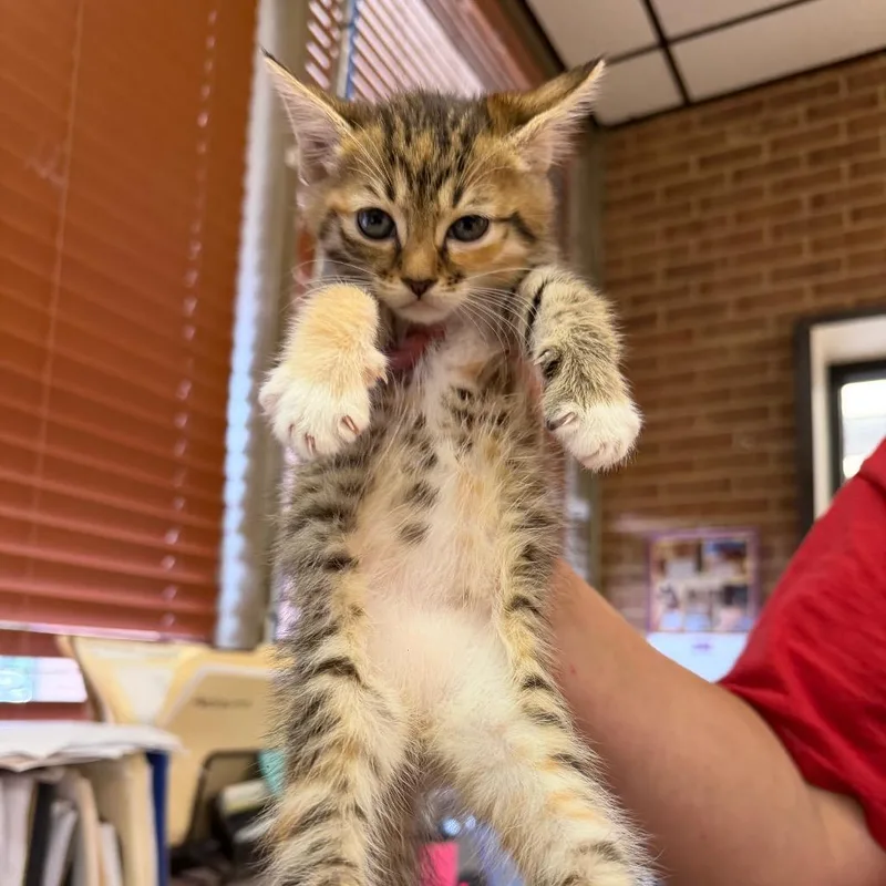 A baby small-sized female Torbie Domestic Short Hair cat named Sophie for adoption in Birmingham, AL