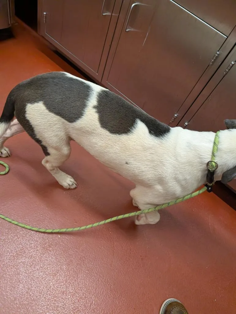 Frank thumbnail 3
