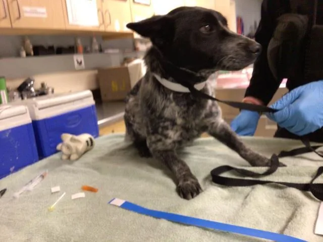 An adult medium-sized female Australian Cattle Dog / Blue Heeler dog named Tinkles for adoption in Riverside, CA