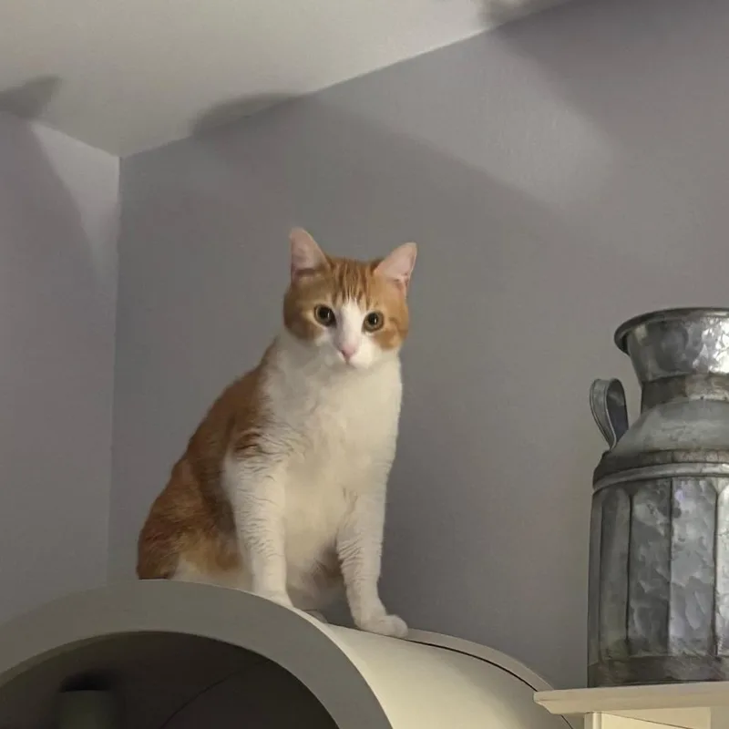 An adult large-sized male Orange / Red Domestic Short Hair cat named Chase for adoption in Houston, TX