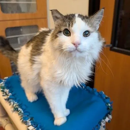 A senior medium-sized male Domestic Medium Hair cat named Ludo for adoption in Rochester, MN