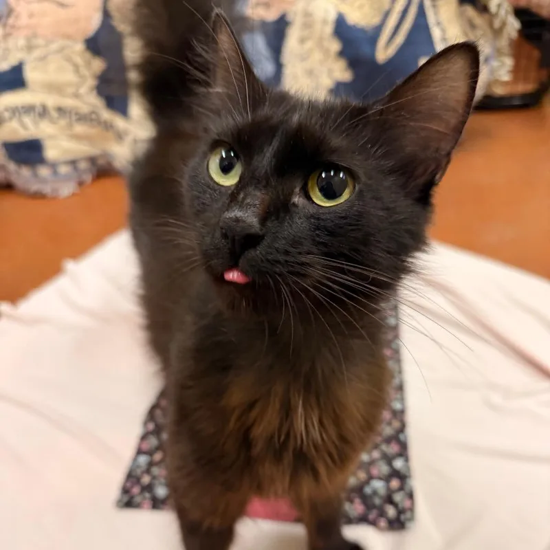 An adult medium-sized female Black Domestic Long Hair cat named Frankie for adoption in Santa Barbara, CA