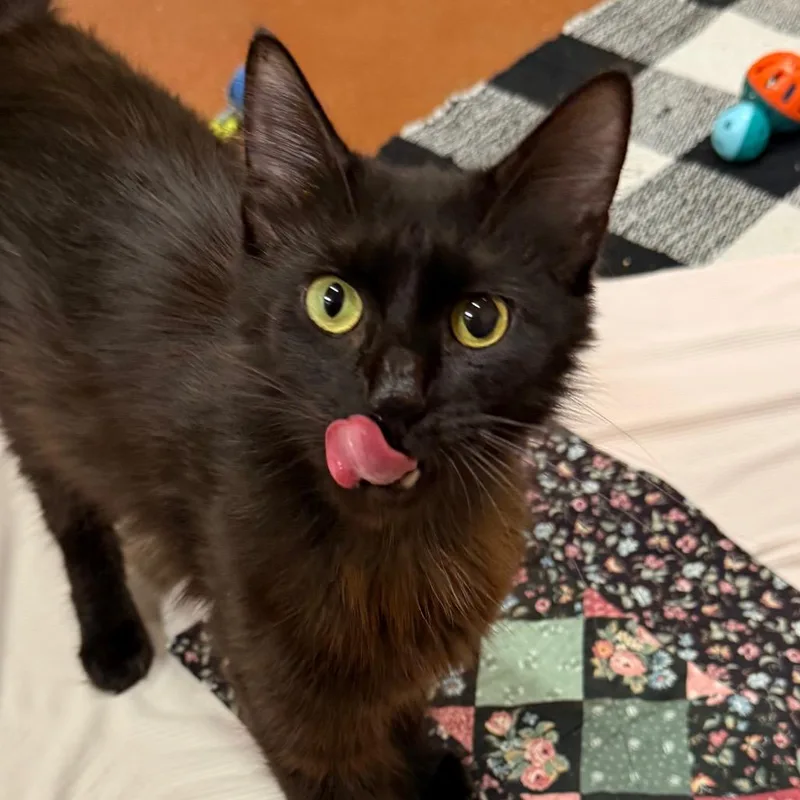 Frankie thumbnail 2