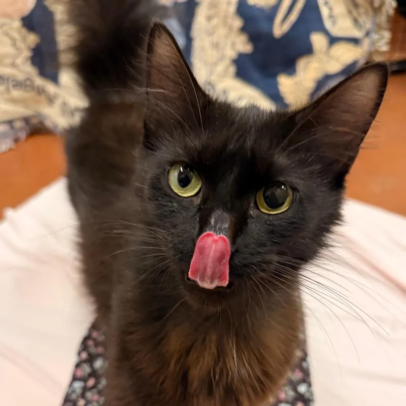 Frankie thumbnail 3
