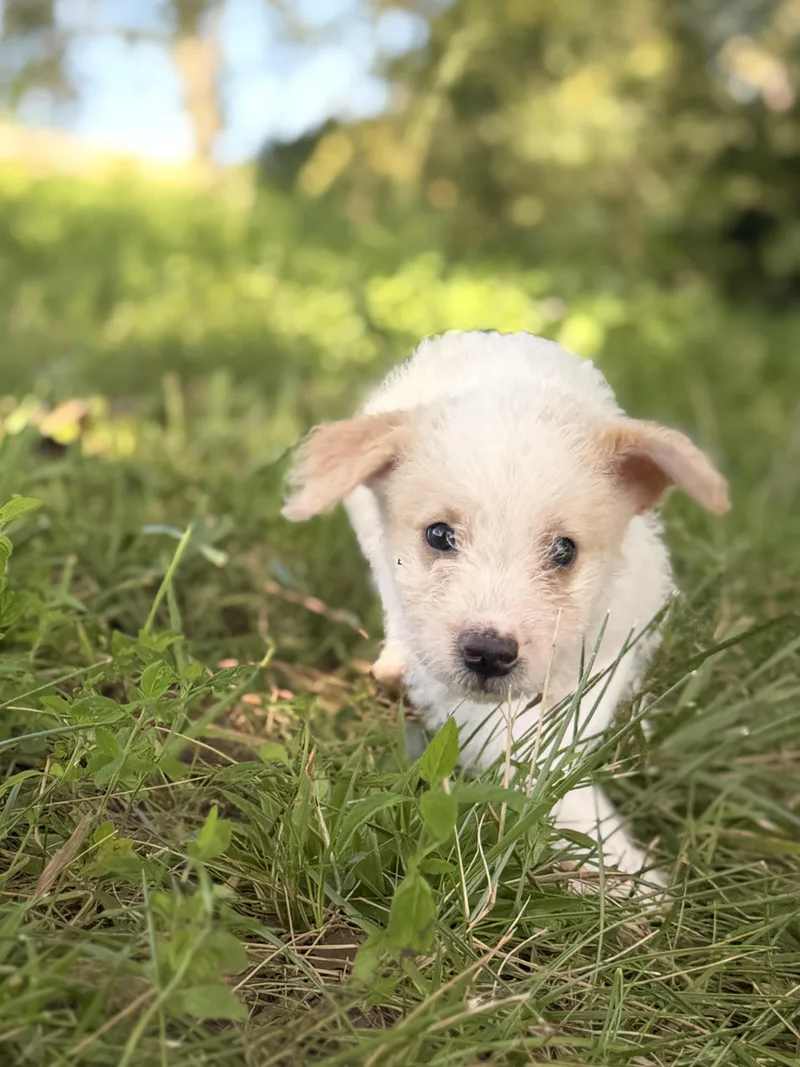 A baby small-sized female White / Cream Wheaten Terrier dog named Kris Transport for adoption in Gradyville, KY