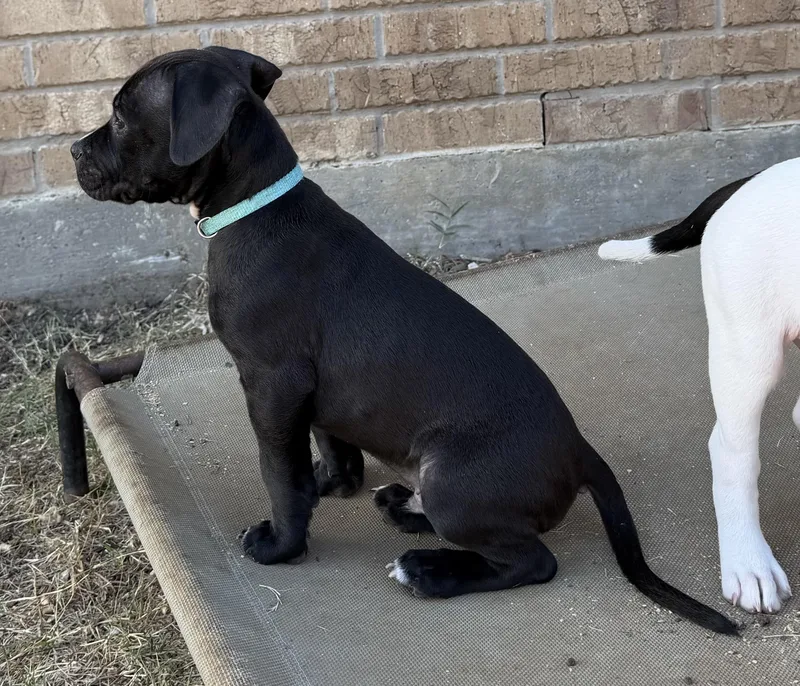 A baby medium-sized male Pit Bull Terrier dog named Tenor for adoption in Plano, TX