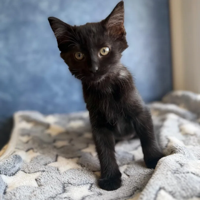 A baby small-sized female Black Domestic Short Hair cat named Impala for adoption in Normal, IL