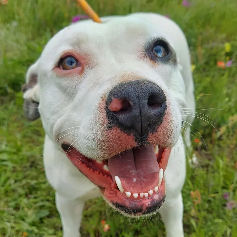 Aspen Jum thumbnail 3