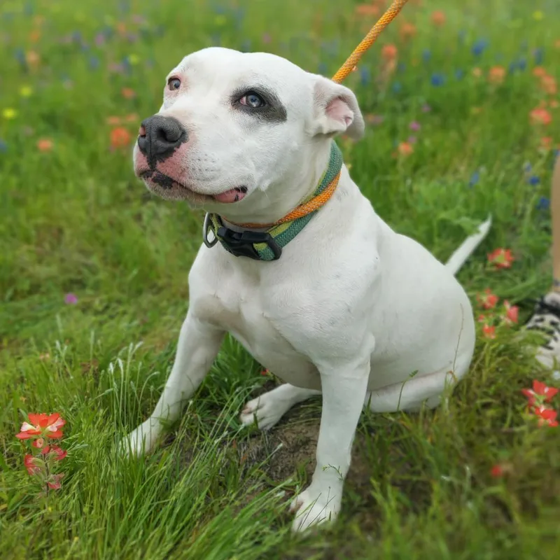 Aspen Jum thumbnail 4