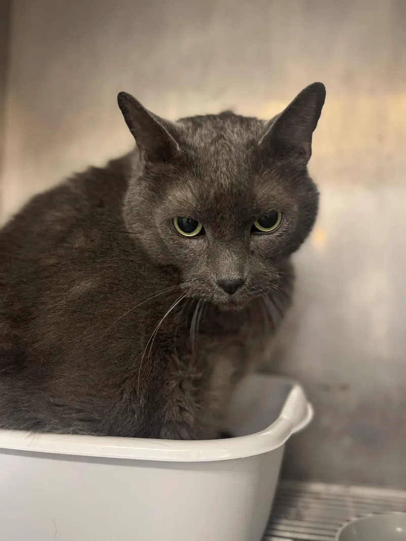 An adult extra large-sized male Domestic Short Hair cat named Oscar for adoption in Chuckey, TN