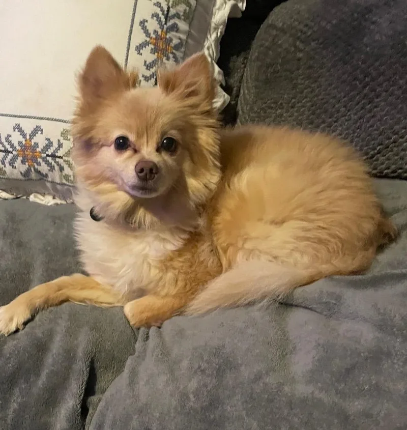 An adult small-sized male Golden Pomeranian dog named Foxy for adoption in Stafford, VA
