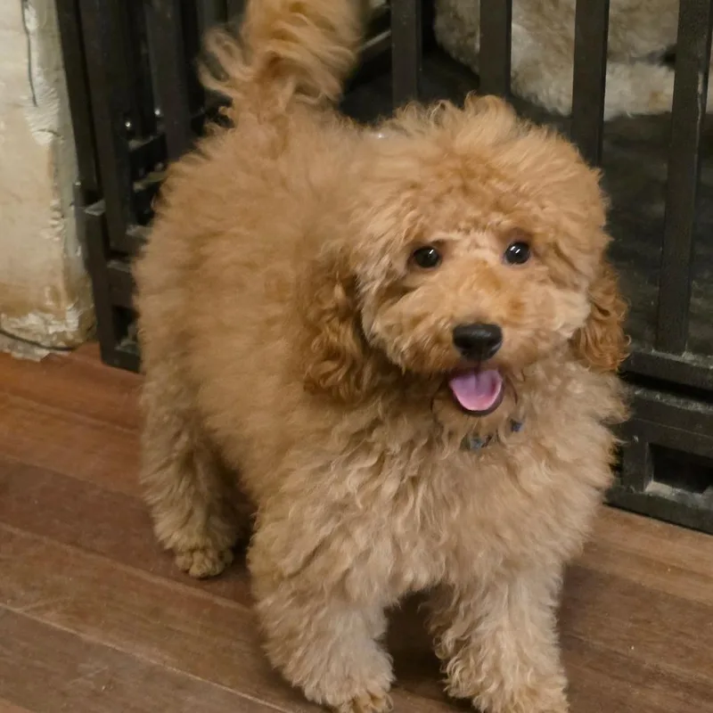 A baby small-sized male Miniature Poodle dog named Tot for adoption in Phoenix, AZ