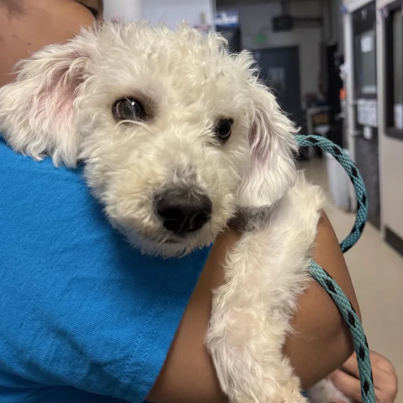A young small-sized male White / Cream Poodle dog named Paolo  Chino Hills for adoption in Chino Hills, CA