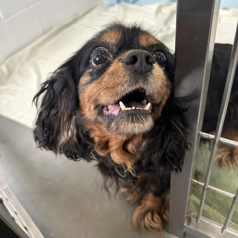 A senior small-sized female Black Cavalier King Charles Spaniel dog named Pearl for adoption in Dover, NH