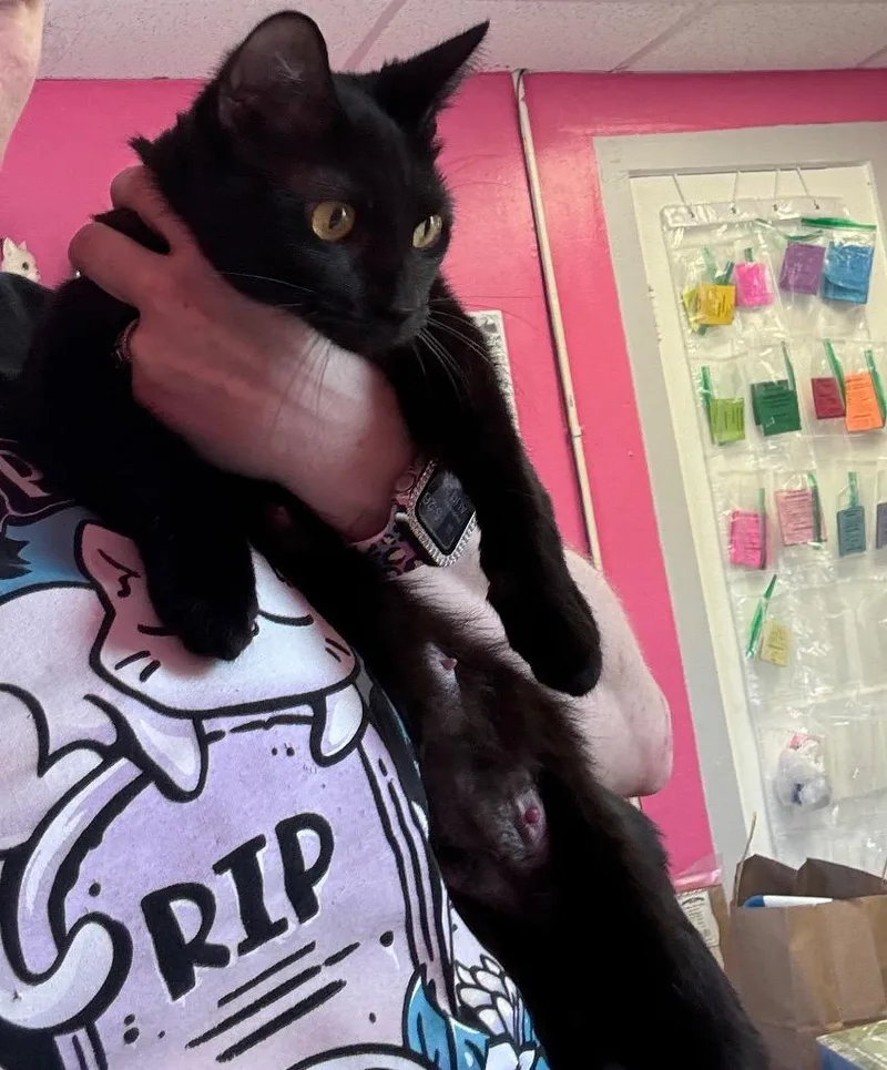 A young medium-sized female Domestic Short Hair cat named Obscura for adoption in Johnson City, TN