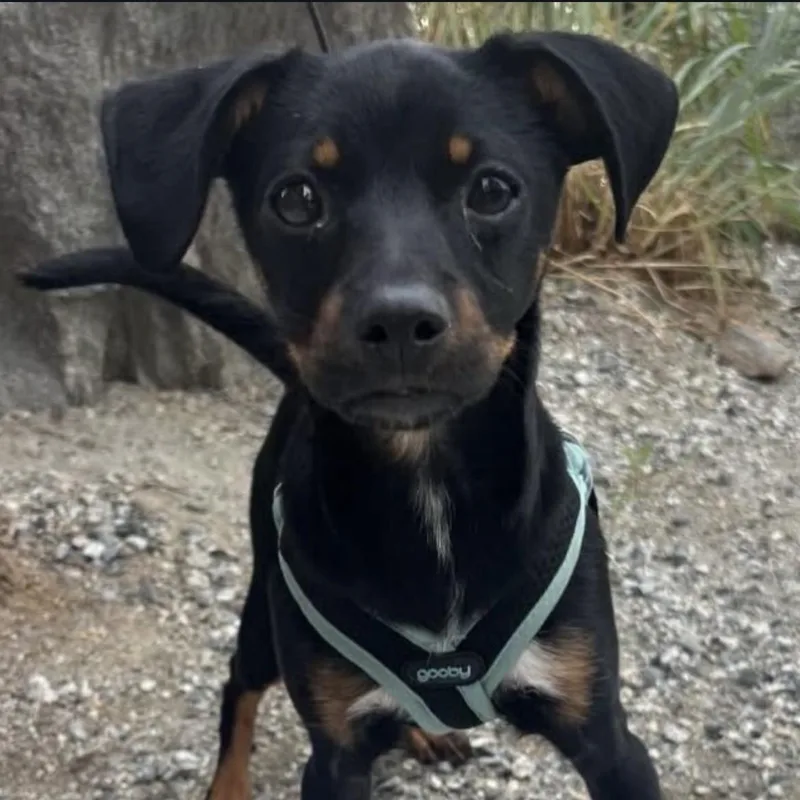 A young small-sized male Bicolor Miniature Pinscher dog named Bodie for adoption in Friday Harbor, WA