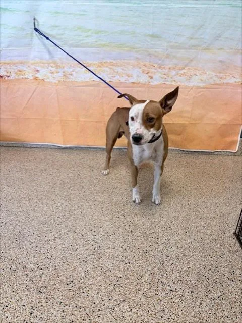 A young large-sized male Pit Bull Terrier dog named Spud for adoption in Miami, FL