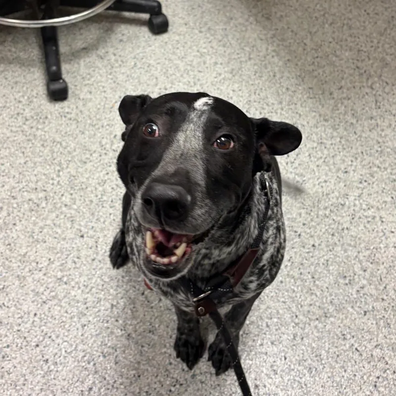 An adult large-sized male Black Pointer dog named Indie for adoption in Reno, NV