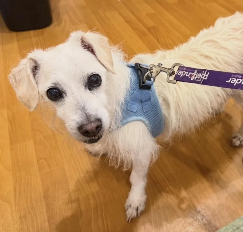 A senior small-sized male White / Cream Terrier dog named Rascal for adoption in Foster, RI