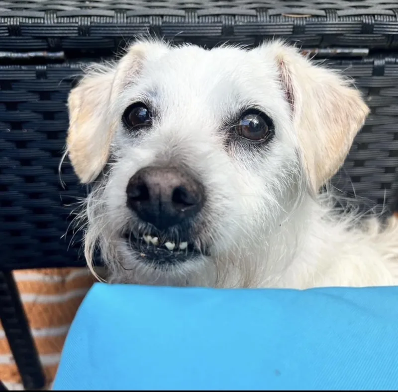 Rascal thumbnail 5