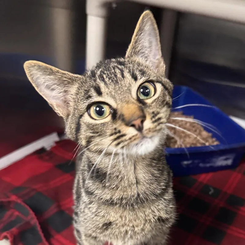A baby small-sized male Gray / Blue / Silver Domestic Short Hair cat named Zorro for adoption in Marion, VA