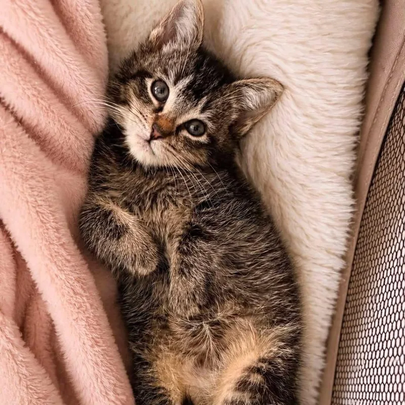 A baby small-sized female Brown / Chocolate Domestic Short Hair cat named Sunny for adoption in Long Island City, NY