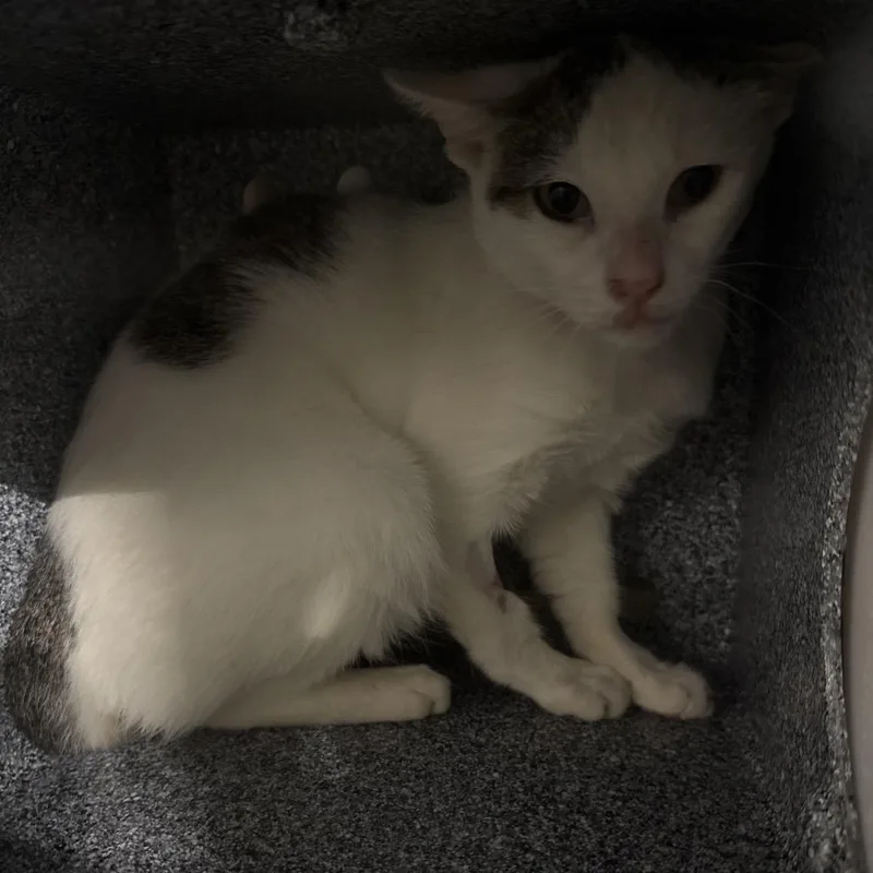 An adult medium-sized male White Domestic Short Hair cat named Laz for adoption in Pauls Valley, OK