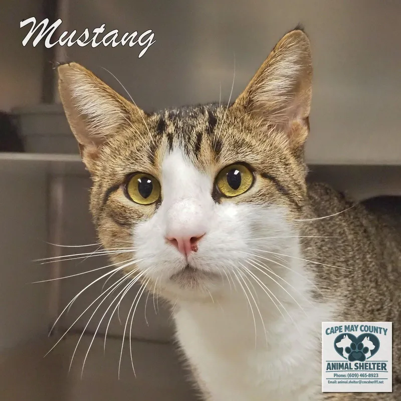 A young medium-sized male Domestic Short Hair cat named Mustang for adoption in Cape May Court House, NJ