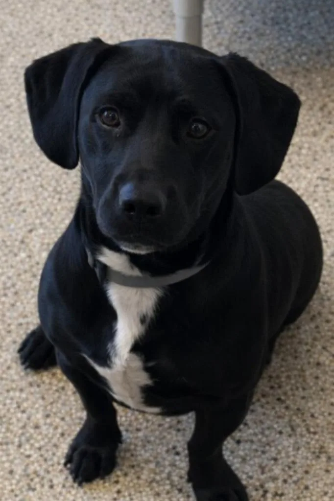 Kylo