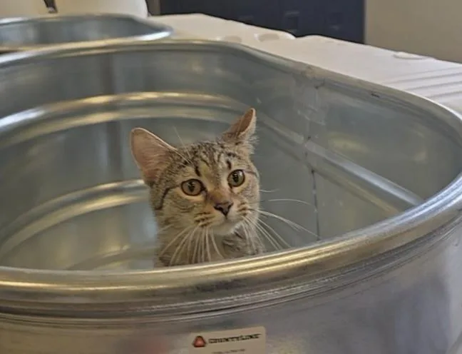 An adult large-sized male Domestic Short Hair cat named Cyrus for adoption in Dickson, TN