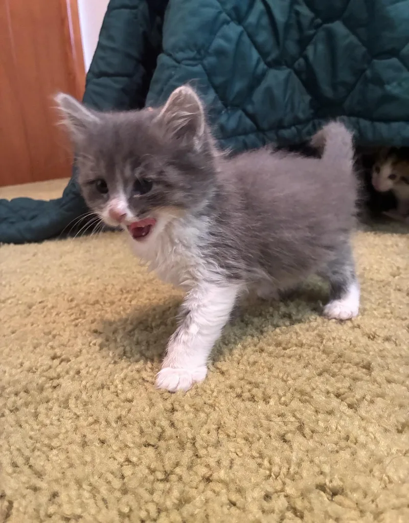 Mr. Mittens