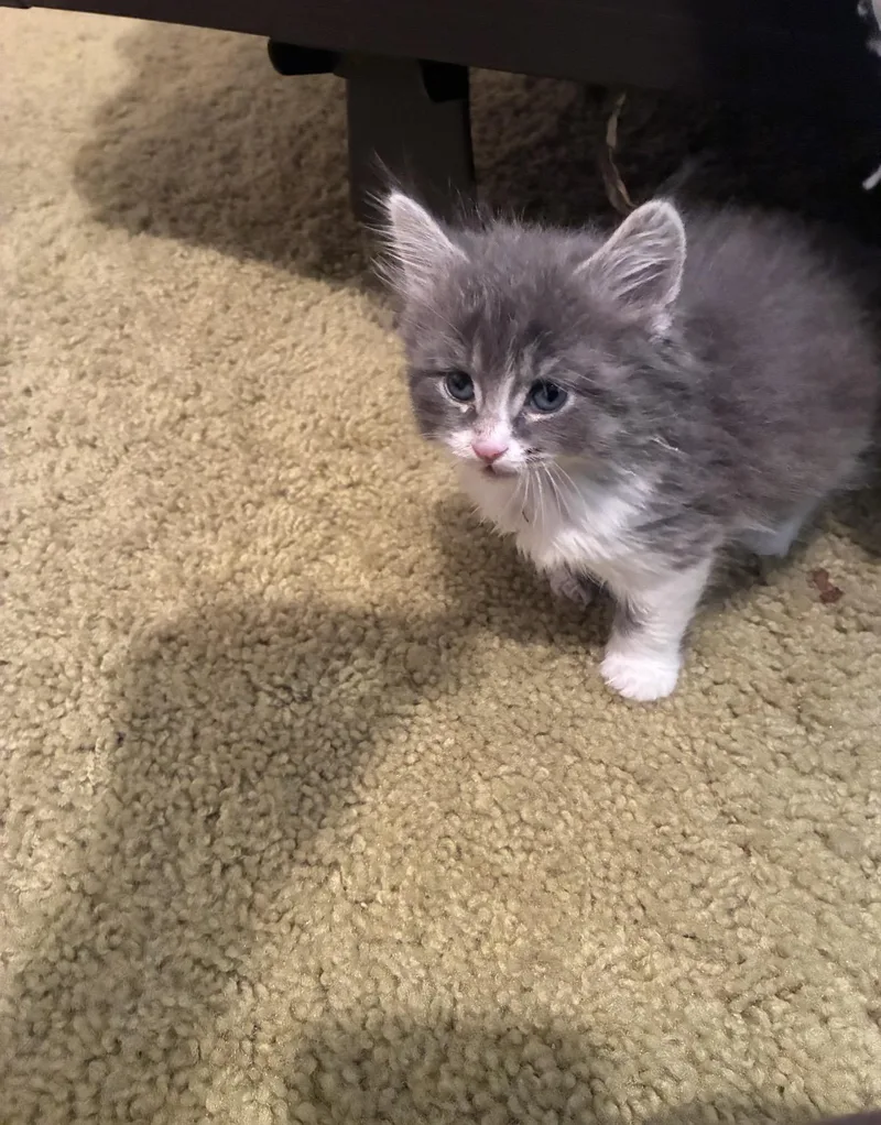 Mr. Mittens thumbnail 2