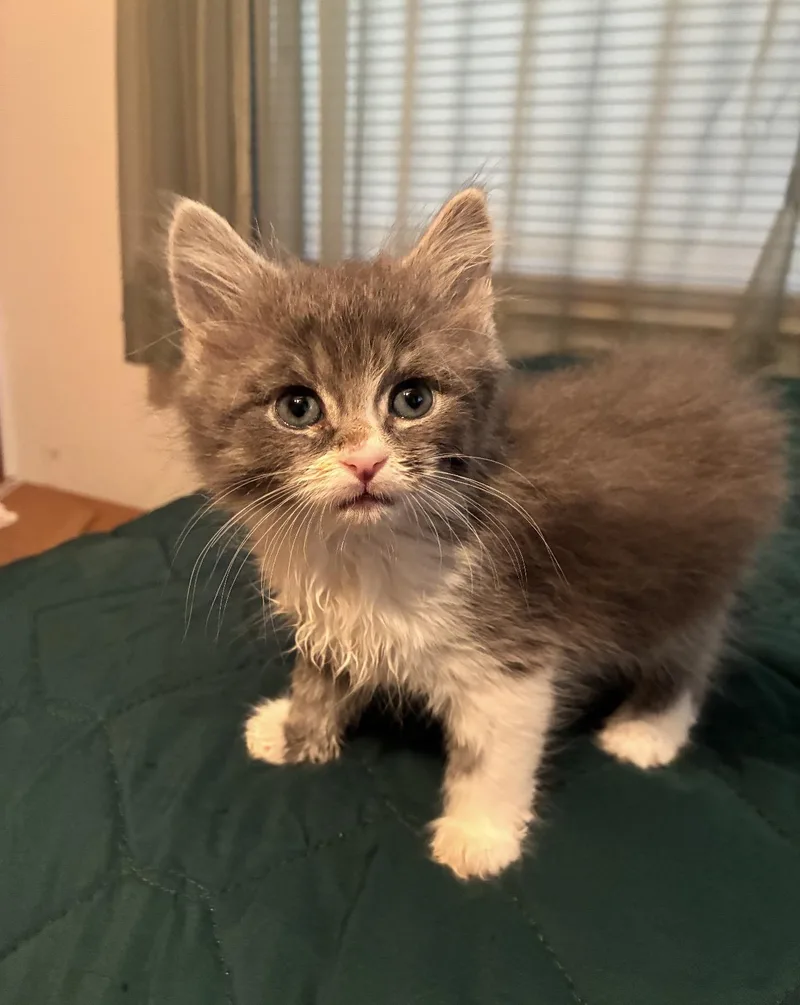 Mr. Mittens thumbnail 3