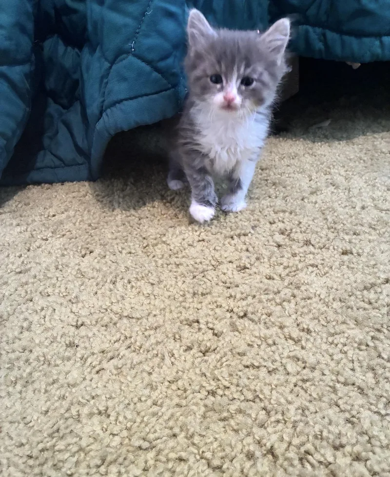 Mr. Mittens thumbnail 4