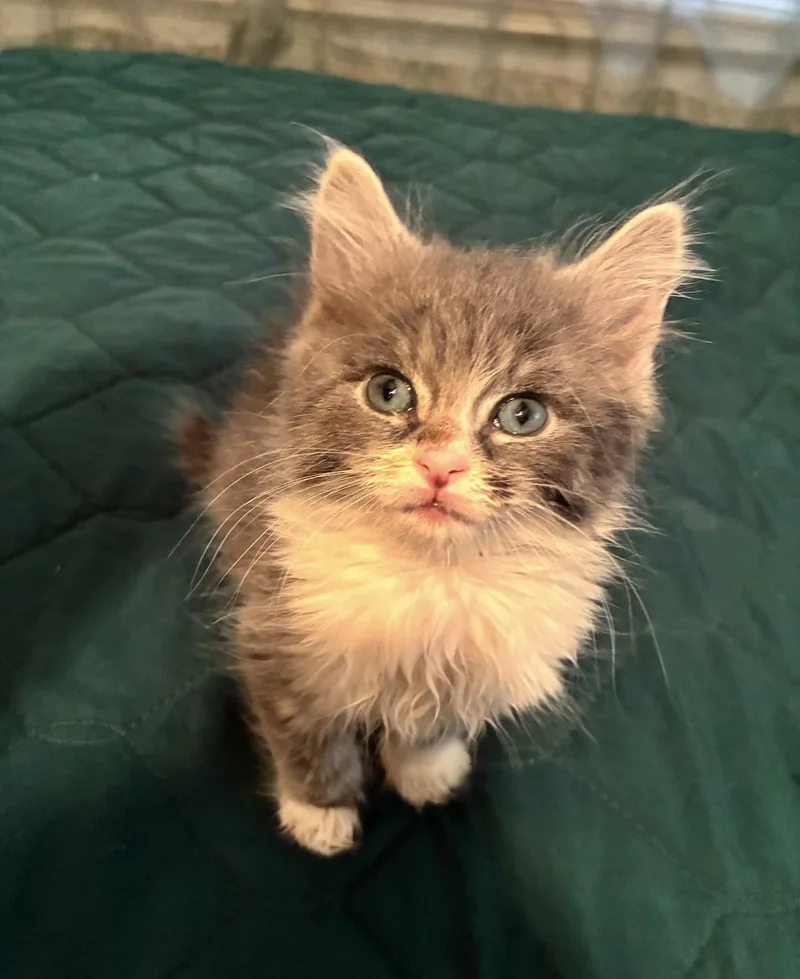 Mr. Mittens thumbnail 5