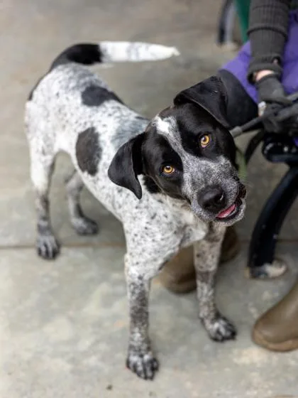 An adult large-sized male Mixed Breed dog named Knox for adoption in Chamblee, GA